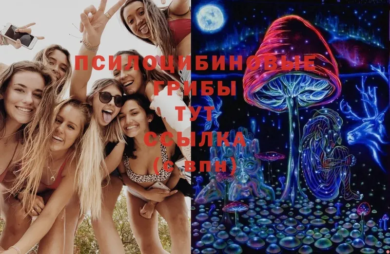 Галлюциногенные грибы Cubensis  Апшеронск 